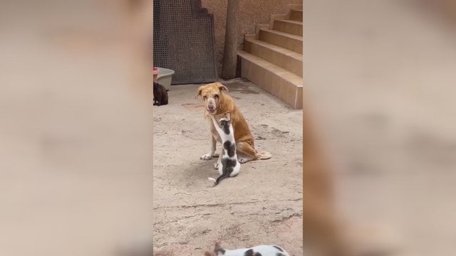 Internete plinta jautrus vaizdo įrašas: užfiksavo, kaip katė rūpinasi sergančiu šunimi