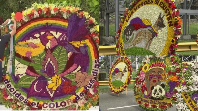 Kolumbijoje – gėlių festivalis: pasigrožėkite įspūdingomis kompozicijomis
