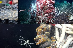 Mokslininkus apstulbinęs radinys: vandenyno dugne aptiko iki šiol nematytą gyvybę