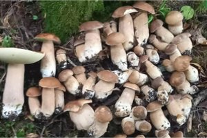 Lietuviai iš miškų jau traukia su pilnomis pintinėmis: „Kad tiek būtų pridygę vienoje vietoje – pirmas kartas mano gyvenime“