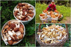 Po lietaus – įspūdingi lietuvių laimikiai: kai kurie baravykus skaičiuoja šimtais