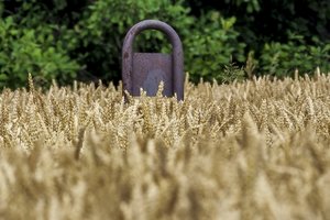 Gamta bei karas tebešokdina grūdų kainas, kuo skubiau juos kulti verčia ir ypač svarbi priežastis 