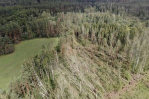 Audros pasekmės miškuose – tragiškos: nuversta daugiau nei 50 tūkst. medžių