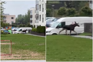 Pilaitėje užfiksavo netikėtą vaizdą – tarp daugiabučių lakstė briedis