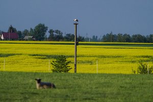 Pasėlių deklaravimas parodė, kokioms priemonėms reikalingi pokyčiai