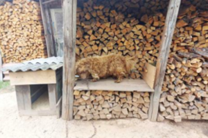 Pastebėję netinkamomis sąlygomis laikomą šunį – kreipėsi į tarnybas: šeimininkė sulaukė patikrinimo