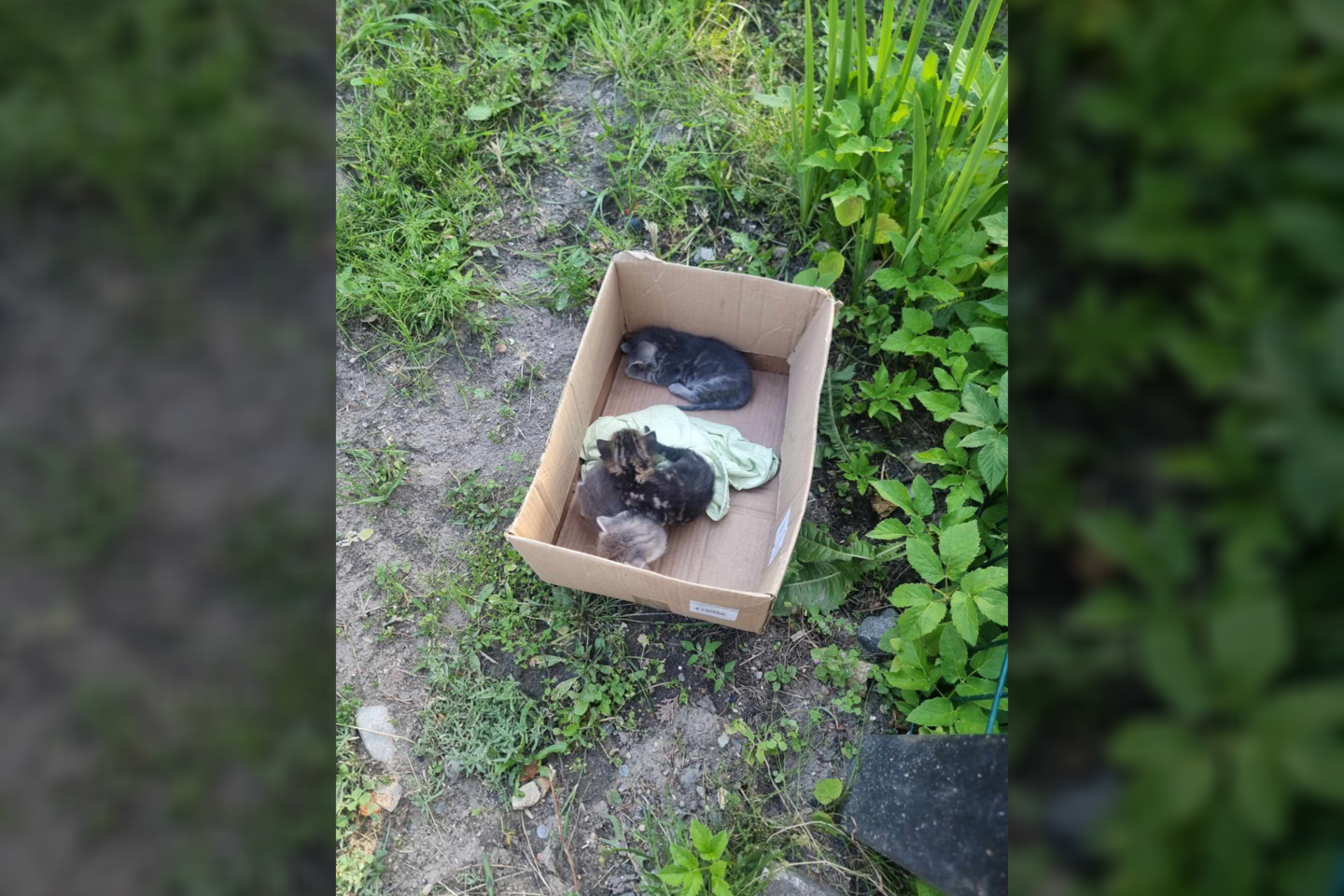 Du iš trijų kačiukų neišgyveno: kas kaltas dėl žuvusių kačiukų?<br> GGI nuotr.
