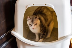 Ši priemonė privers katę nustoti žymėtis: pakanka vos kelių lašų