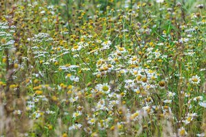 Aplinkos ministerija: Lietuvoje drastiškai mažėja pievų