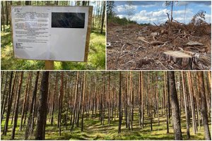  Per medžius eina kaip per lavonus, svarbiausia – pinigai, o po to – nors ir karas