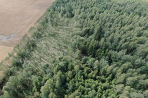 Miškų savininkai raginami tvarkyti vėjo pažeistus miškus: priminė, ką reikia žinoti