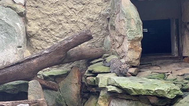 Lenkijos zoologijos sode gimė du persų leopardai: prašo padėti išrinkti jiems vardus