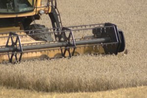 Per javapjūtę ragina elgtis itin atsakingai: ūkininkų elgesys kelia didelį susirūpinimą