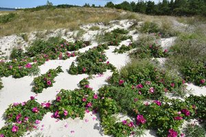 Specialistai primena: šiuos invazinius augalus skinkite be gailesčio – ne tik gražūs, bet ir naudingi