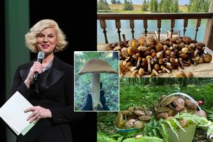 Nijolė Narmontaitė iš miško grįžo pilnomis pintinėmis grybų: kiekis ir dydis – atima žadą