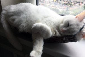 Požymiai, kad jūsų katė – laiminga ir jaučia pasitikėjimą