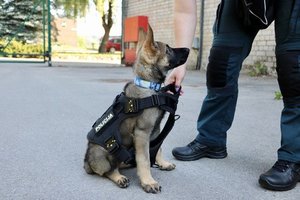 Kauno policijos pajėgose – 3 mėn. gimtadienį švenčiantis Toras: priešaky laukia svarbūs egzaminai