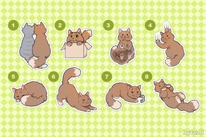 Pasirinkite patinkančią katę: tai slaptoji jūsų asmenybės pusė