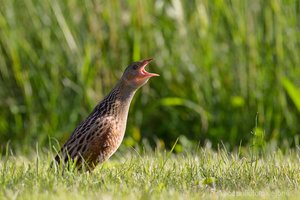 Šių paukščių balsų greitai galime nebeišgirsti: jų populiacija mažėja drastiškai