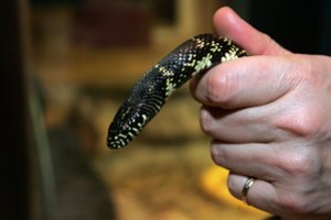 Gydytojas patarė, ką daryti įkandus Lietuvoje gyvenančiai gyvatei: čiulpti nuodus – kvailystė