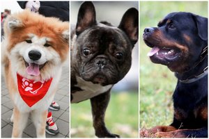 Geresnio draugo nerasite: įvardinti patys ištikimiausi šunys