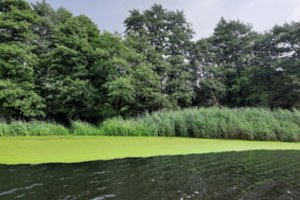 Nenustebkite pamatę vėl „žydinčius“ vandens telkinius: paaiškino, kodėl taip nutinka