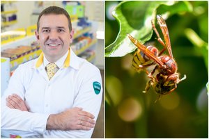 Rugpjūtis – širšių aktyvumo pikas: patarė, kaip išvengti įgėlimo