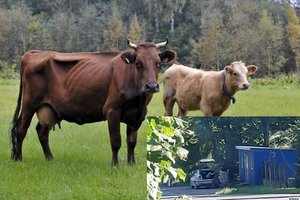 Dėl grubių pažeidimų sustabdyta pieno produktų gamintojos veikla – nepasivargino nė šaldytuvo įjungti