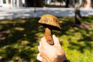 Panevėžiečiai stebisi miesto centre dygstančiais grybais: specialistai įspėja jų nevalgyti