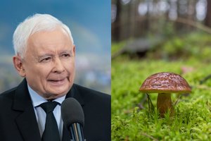 Lenkijos rinkimai įgauna pagreitį: šį kartą politikai susikirto dėl laisvės grybauti