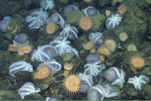 Paslaptinga vieta vandenyne pritraukia tūkstančius aštuonkojų – štai kodėl