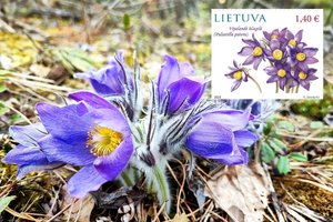Iš naujųjų pašto ženklų žvelgs saugomos ir reto lietuvio ausiai girdėtos unikalios gėlės