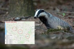 VMVT įspėja – valgant žvėrieną galima užsikrėsti parazitais visam gyvenimui