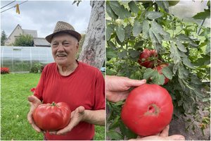 Kaunietis jau antrus metus stebina kaimynus: užaugina įspūdingo dydžio pomidorą