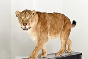 Tado Ivanausko zoologijos muziejuje pristatomas išskirtinis eksponatas: šios katės buvo vienos didžiausių