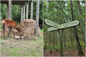 Ypatinga vieta Lietuvoje – čia savo žvėrynus turėjo net kunigaikščiai