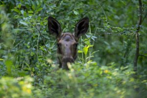 Neteisėtai sumedžiotas briedis kainuos brangiai: teks atlyginti daugiau nei 8 tūkst. eurų siekiančią žalą gamtai