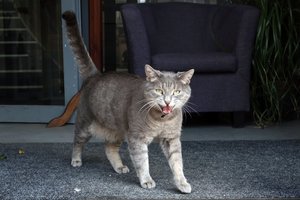 Katino šunybė šeimininkei virto siaubu: teko šauktis medikus ir ugniagesius