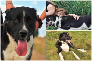 Prie kapinių rastas Azijos milžinas parodė netikėtą savo pusę – meiliai vadinamas katinu