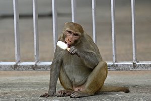 Indija dislokuoja „beždžionių baidykles“, kad per G20 viršūnių susitikimą atbaidytų primatus