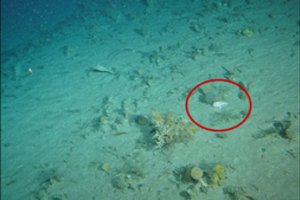 Netikėtas radinys: mokslininkai vandenyno dugne užfiksavo retą žuvį su „rankomis“