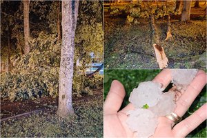 Praslinkusi audra paliko tragiškus vaizdus: daugybė išguldytų medžių ir sugadinto turto