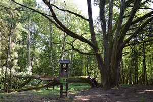 Audros neatlaikė šešiakamienis Elmės ąžuolas: neteko dviejų kamienų