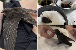 Tai padaryti pavyksta nedaugeliui: antrokė užaugino rastus čiurlių jauniklius