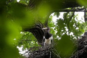 Džiugios naujienos iš Neries regioninio parko: užfiksuotas rekordinis itin retų juodųjų gandrų jauniklių skaičius