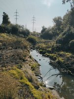 Kaune į Amalės upelį plūstelėjo teršalai: aplinkosaugininkai ieško kaltųjų