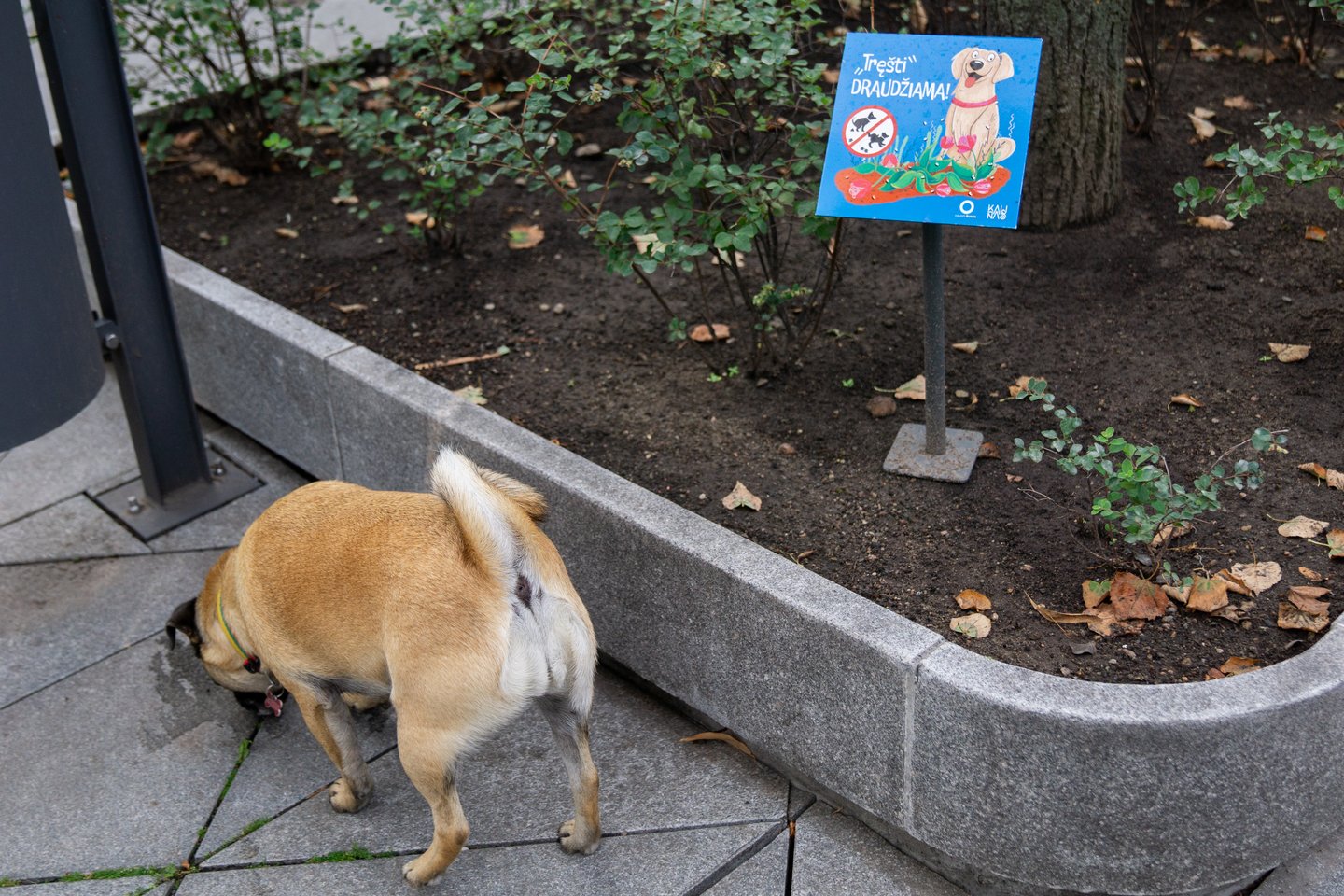Laisvės alėjoje įrengtuose gėlynuose atsirado lentelės, kuriose šunų šeimininkai raginami „netręšti“ augalų.<br>G.Bitvinsko nuotr.
