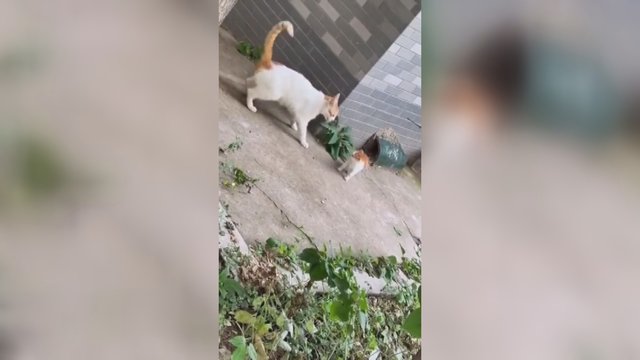 Slėpynių pažaisti su mama nepavyko: kačiuko išdaiga atsisuko prieš jį patį