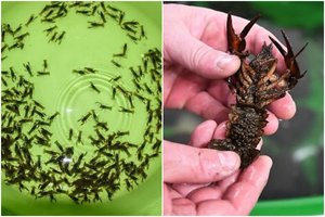 Lietuvos ežerai praturtinti dirbtiniu būdu išveistais plačiažnypliais vėžiais