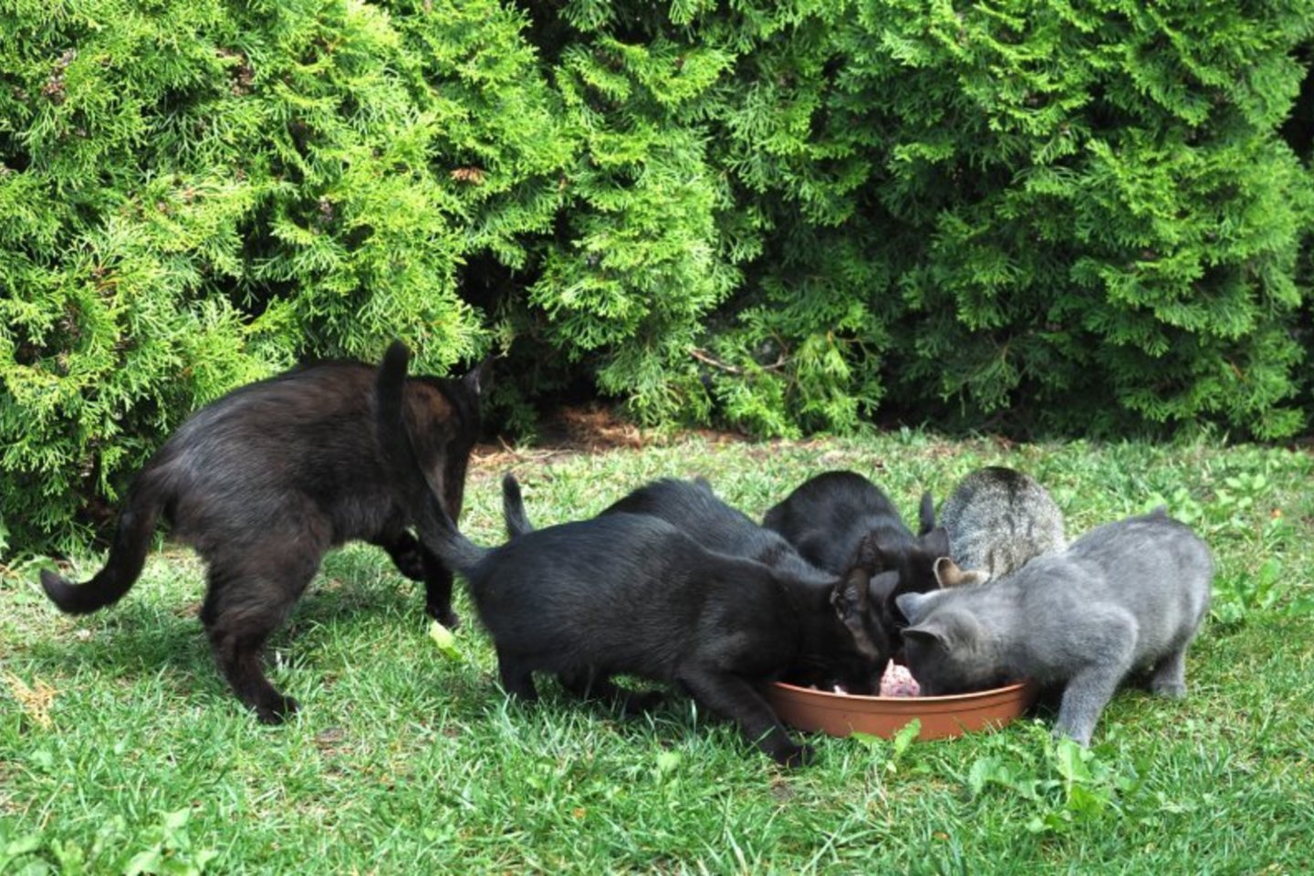 Geraširdžio bernatoniečio šeriamos laukinės katės iš karto sulekia prie padėto maisto.<br> Panskliautas.lt/A.Švelnos nuotr.